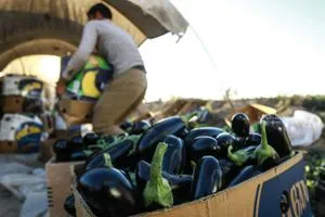 الزراعة إجراءات لتنظيم الاستيراد وحماية المنتج المحلي وكالة الانباء العراقية واع