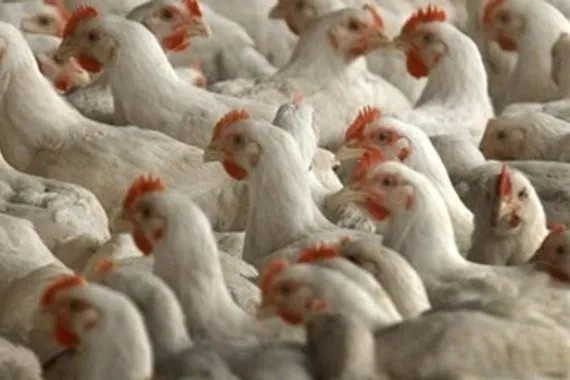 التميمي إعادة النظر باستراتيجية الاكتفاء الذاتي من الدواجن قد توفر أكثر من 100 ألف فرصة عمل