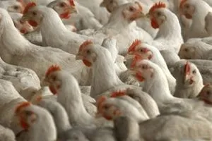 التميمي إعادة النظر باستراتيجية الاكتفاء الذاتي من الدواجن قد توفر أكثر من 100 ألف فرصة عمل