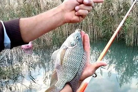 تبدأ منتصف شباط وتنتهي في تموز أوقات منع صيد الأسماك بحسب المحافظات وثيقة