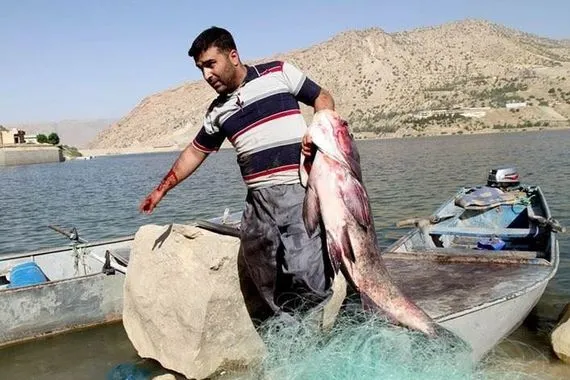 منع صيد الأسماك خلال موسم التكاثر في العراق