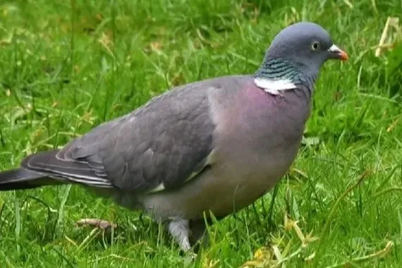 عودة طائر الطبن إلى العراق مختصون يعدونه مؤشراً بيئياً مهماً يجب لحمايته فيديو شفق نيوز