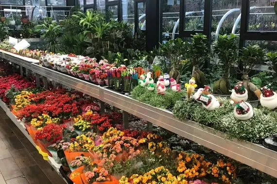 نباتات الزينة التركية تسجل نمواً متسارعاً في السوق العراقية شفق نيوز