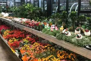 نباتات الزينة التركية تسجل نمواً متسارعاً في السوق العراقية شفق نيوز