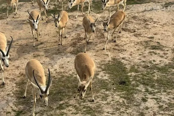 ميسان تنفي بيع محمية غزال الريم استبعاد للذكور الزائدة فقط فيديو شفق نيوز