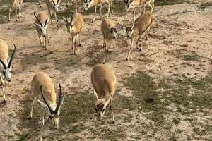 ميسان تنفي بيع محمية غزال الريم استبعاد للذكور الزائدة فقط فيديو شفق نيوز