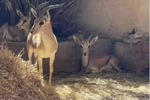 مدير زراعة ميسان يكشف حقيقة الإجراءات المتخذة في محمية غزال الريم