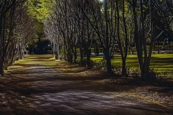 مجلس نينوى يحصن غابات الموصل محمية طبيعية لا يجوز المساس بها