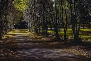 مجلس نينوى يحصن غابات الموصل محمية طبيعية لا يجوز المساس بها