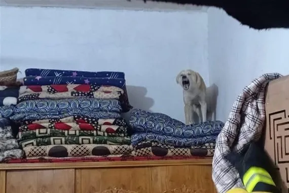 الدفاع المدني تدخل كلب مسعور يقتحم منزلا ويحاصر عائلة كاملة بكربلاء صور