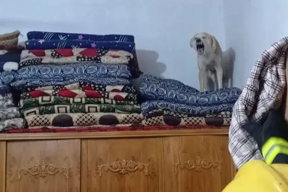 تصاعد خطر الكلاب السائبة مسعور يقتحم منزلاً ويهاجم ساكنيه في كربلاء شفق نيوز