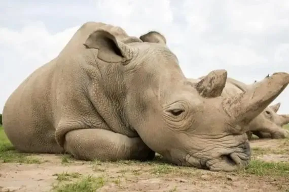 لأول مرة علماء ينجحون في فك شفرة جينوم وحيد القرن الصوفي شفق نيوز