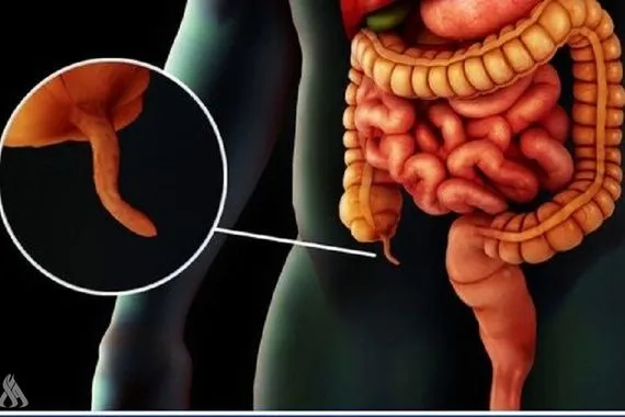 اكتشاف وظائف خفية للزائدة الدودية وتأثيرها على صحة الجسم وكالة الانباء العراقية واع
