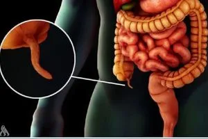 اكتشاف وظائف خفية للزائدة الدودية وتأثيرها على صحة الجسم وكالة الانباء العراقية واع