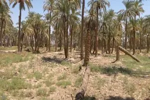 معقد مرضي جديد يهدد نحو 10 ملايين نخلة في الفرات الأوسط وكالة الانباء العراقية واع