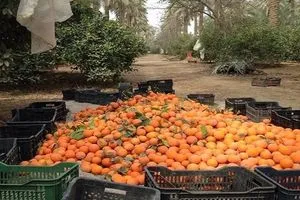ديالى تسجل موسماً وفيراً من الحمضيات وسط مطالب بدعم التصدير