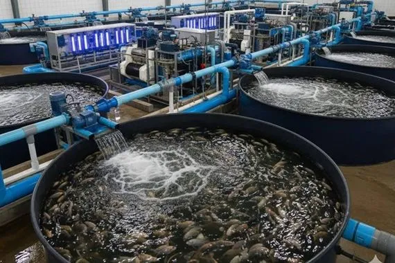 التميمي الأحواض المغلقة قادرة على إحياء تربية الأسماك وتحقيق فائض للتصدير