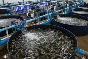 التميمي الأحواض المغلقة قادرة على إحياء تربية الأسماك وتحقيق فائض للتصدير