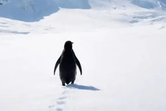 البطريق المتوحد القصة الكاملة والمصير المجهول ما أكّده الخبراء بعكس ما اشتهاه المتابعون