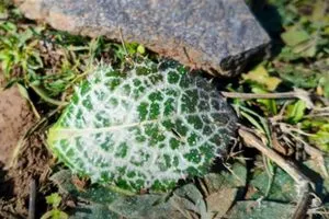 ألقتها طائرات إسرائيلية مواد مجهولة توقف الزراعة جنوبي سوريا