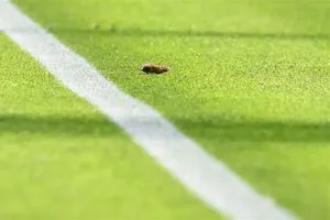 برشلونة في مرمى السخرية بسبب فأر