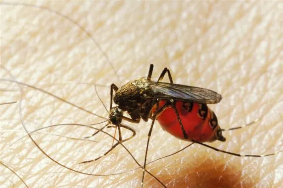 ظاهرة تهدد بانتشار أمراض مميتة تحذيرات من تزايد تعطش البعوض لدم الإنسان