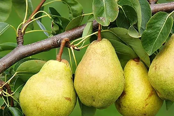 فوائد غير متوقعة لقشور الكمثرى تعرف عليها شفق نيوز