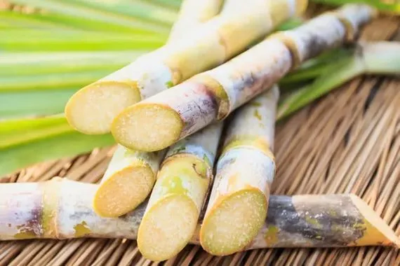 مصر تستهدف توريد 6 ملايين طن من محصول قصب السكر بالموسم الحالي